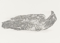 Simon Benson, Waking Crow, 2010-2012, potlood op papier, 1 x 1.40 m.
PHŒBUS•Rotterdam